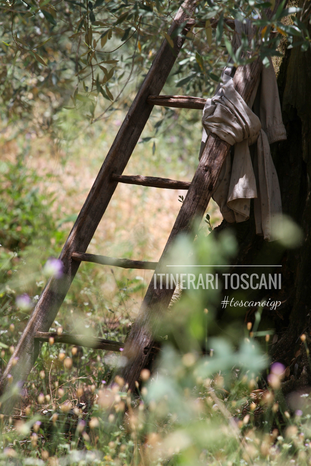 Toscano-IGP