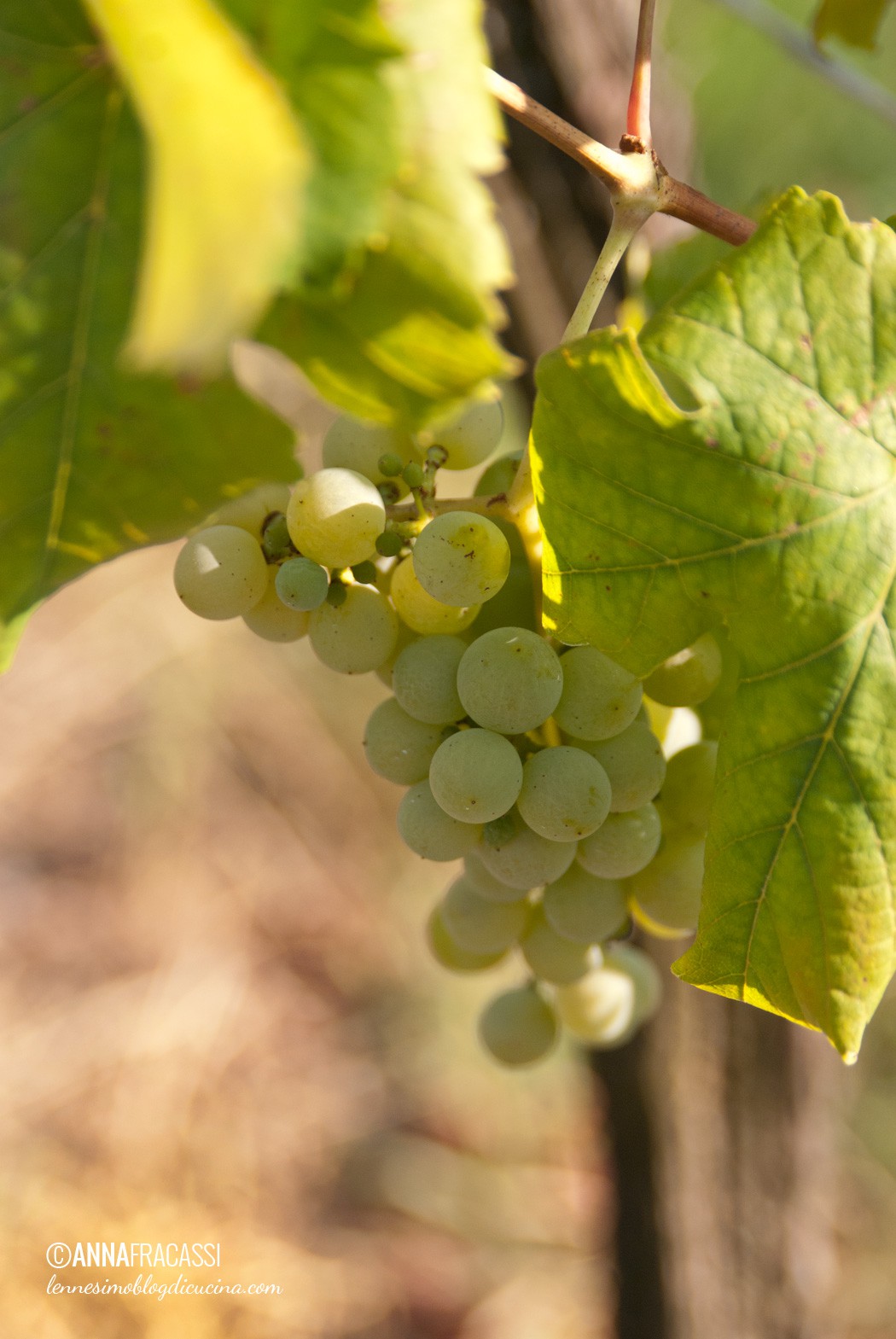 cantina bastianich wines