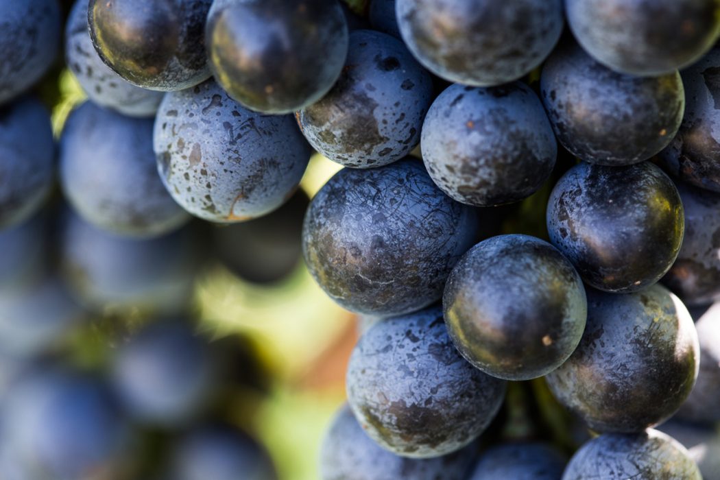 Schioppettino di Prepotto: la storia di un vitigno in estinzione e della sua rinascita