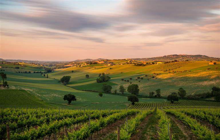 Degustare le Marche: Verdicchio dei Castelli di Jesi