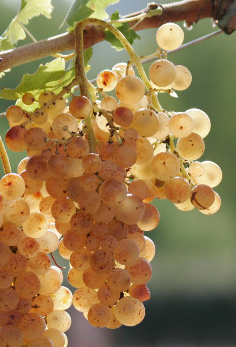 vernaccia di san gimignano