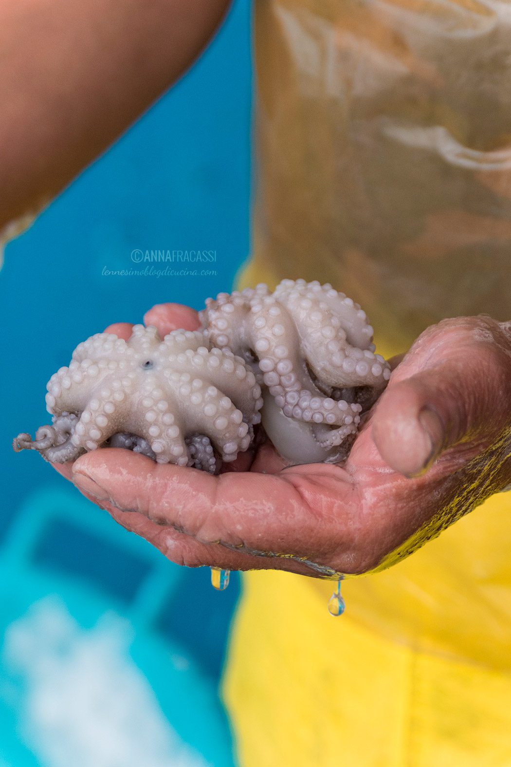 Pesce di stagione: quale scegliere?